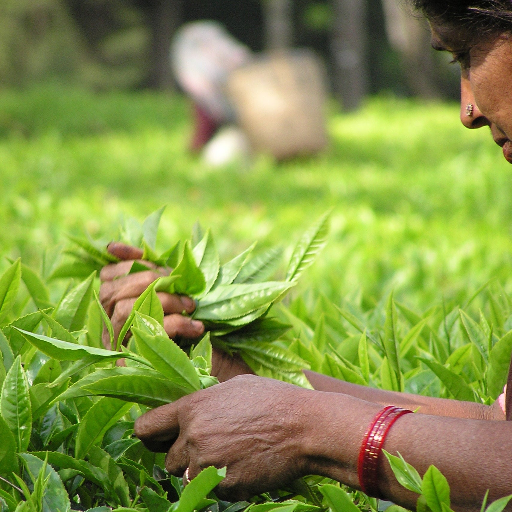 Tea plucker green tea leaves