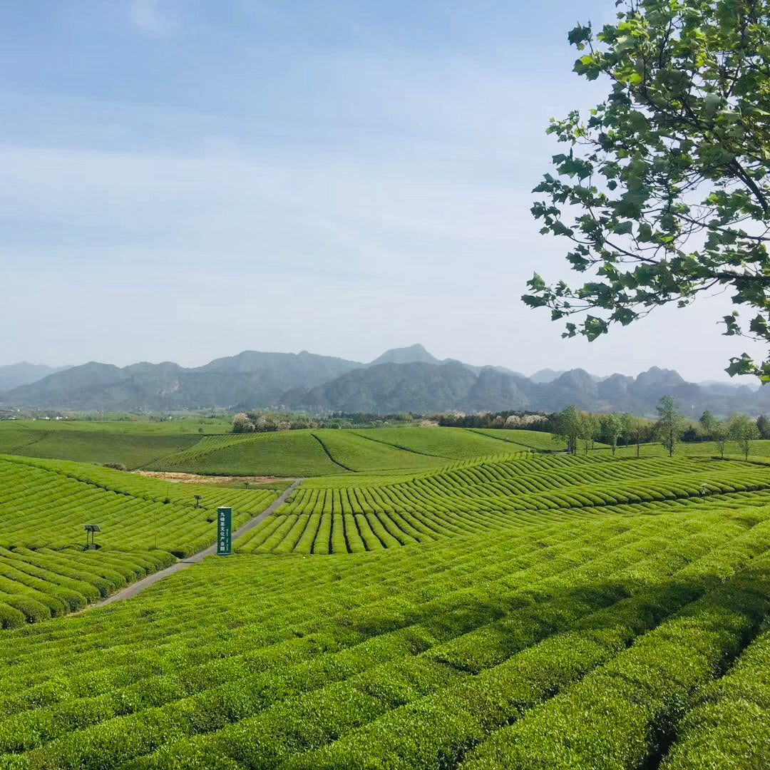 China tea field used to make oolong tea