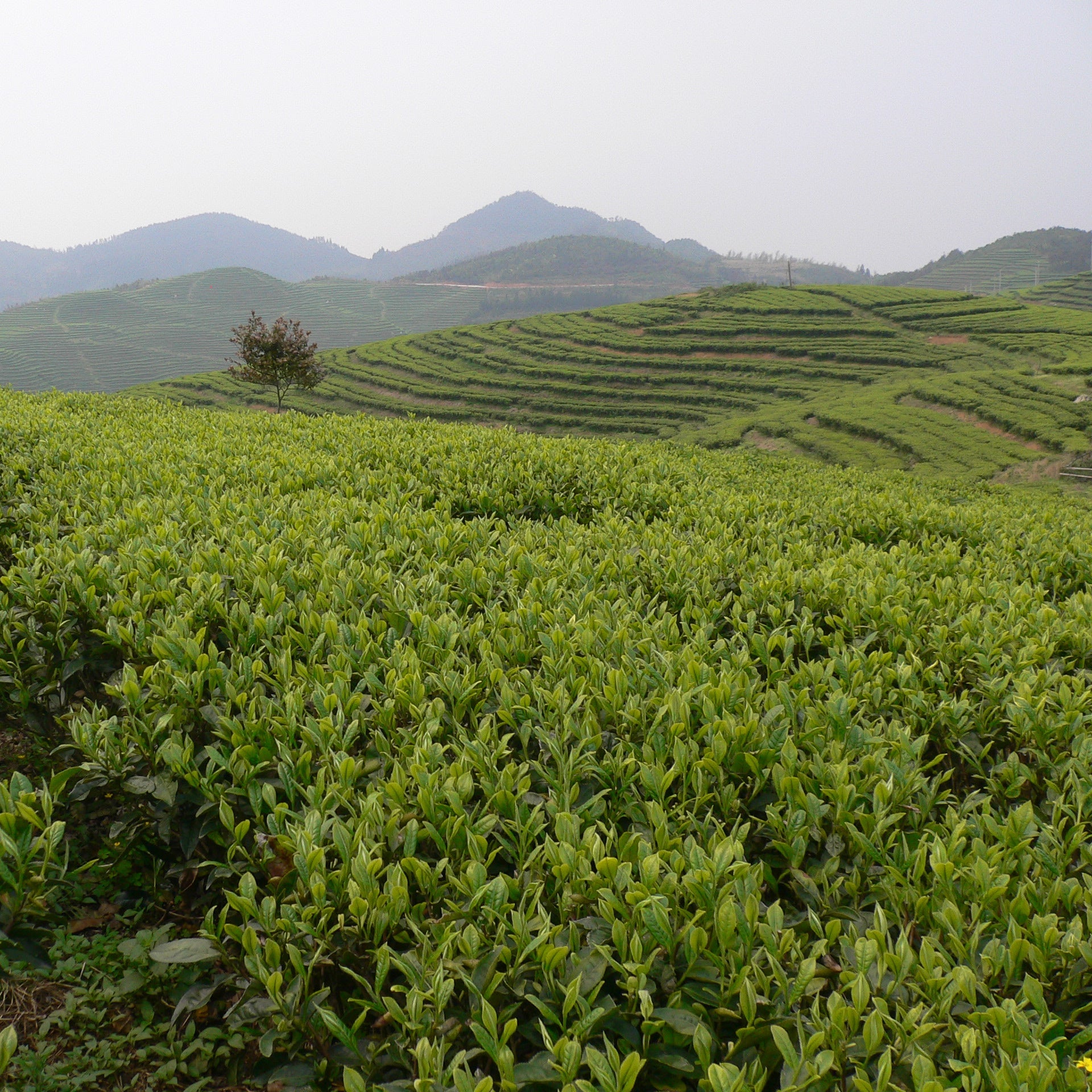 China tea field used to make green tea