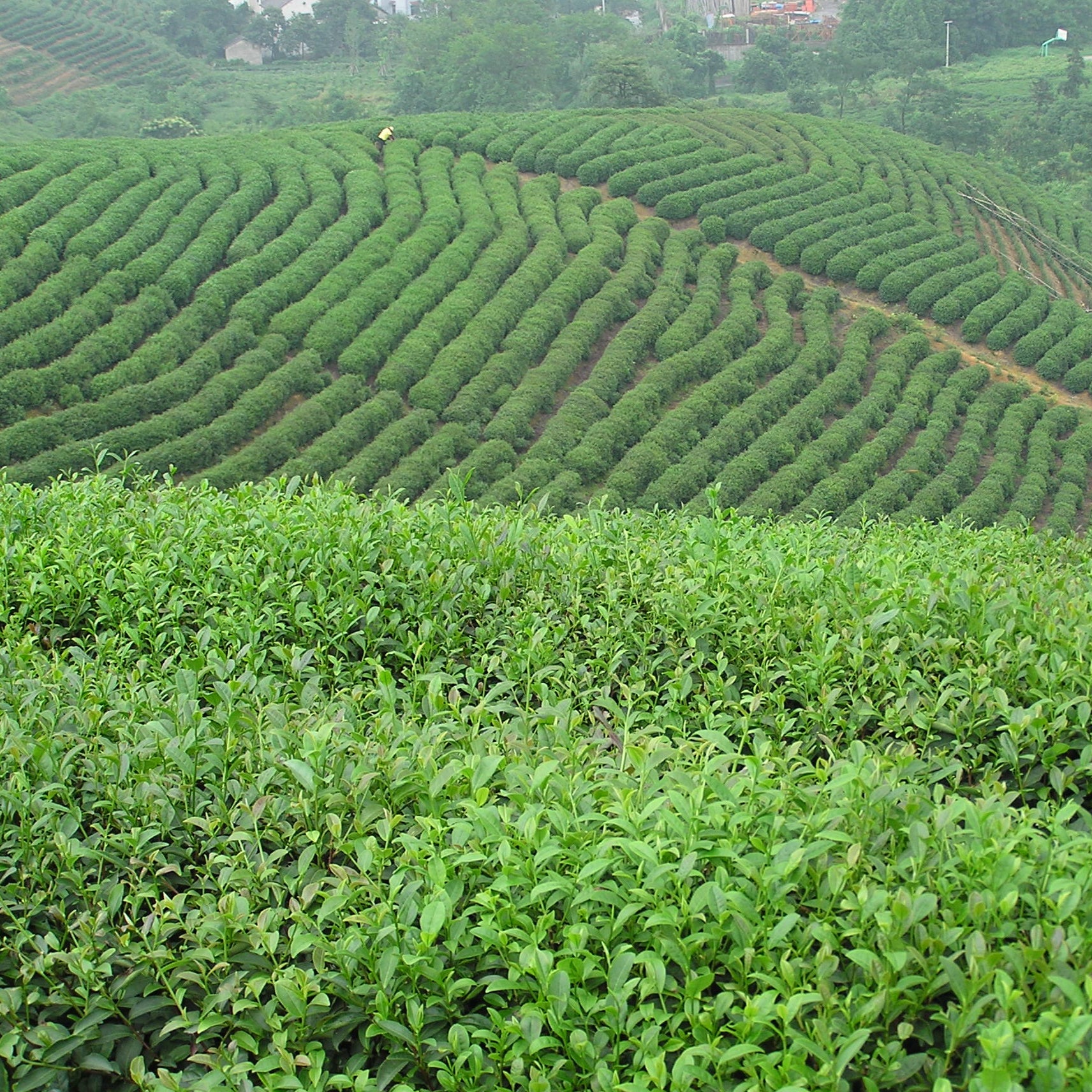 A green tea field in China, used to make loose leaf tea