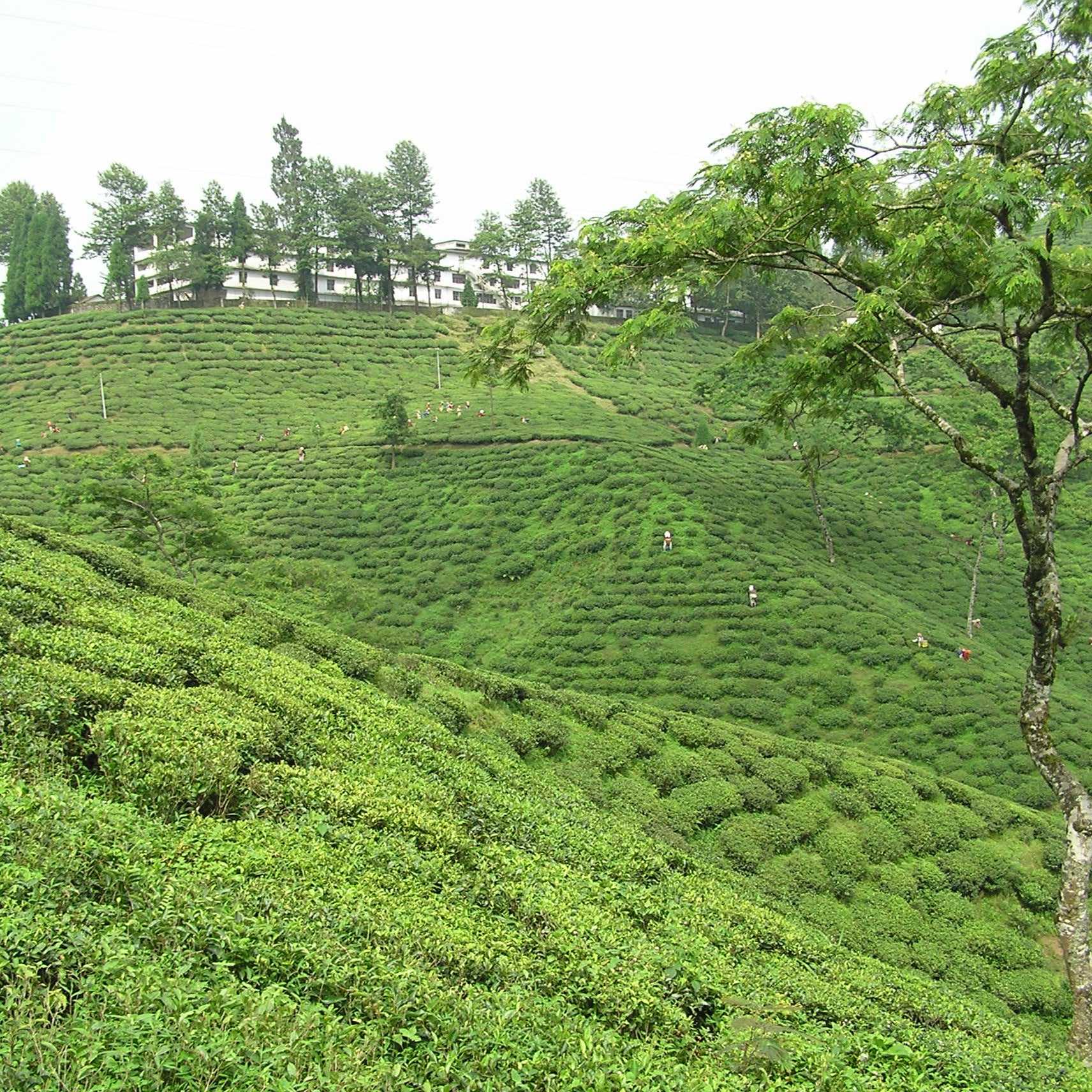 Darjeeling first flush tea field