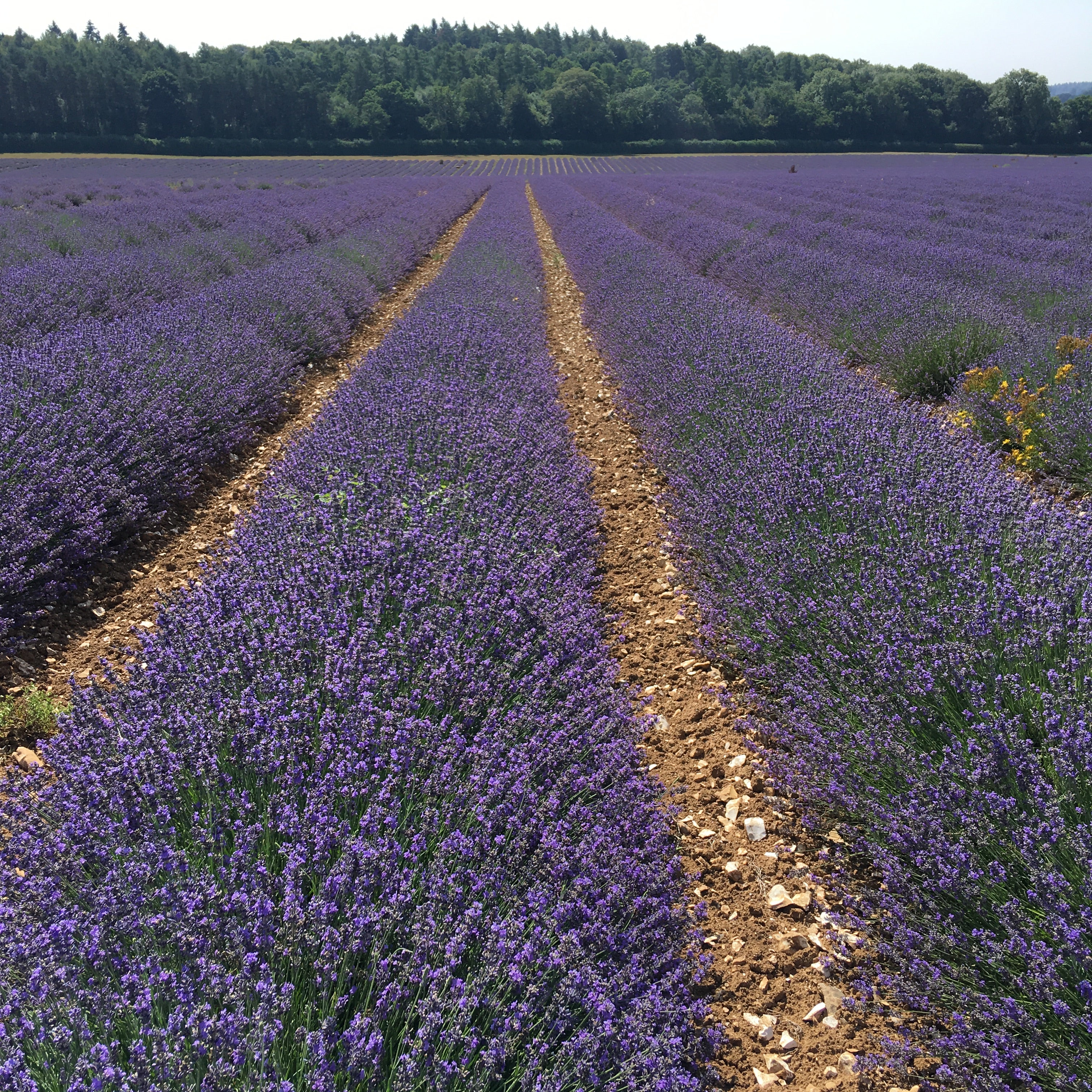 Earl Grey with English Lavender