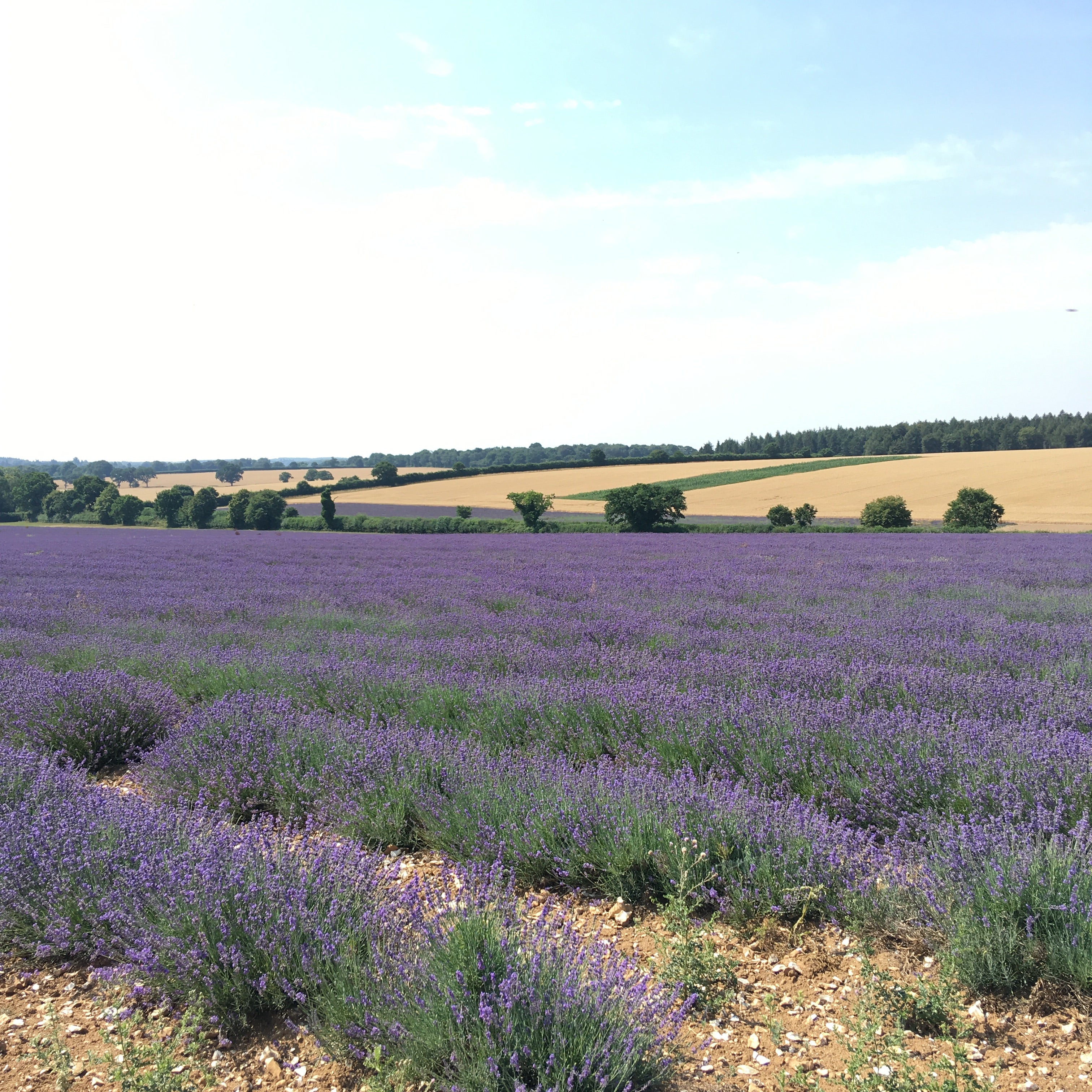 A lavender filed used to make loose leaf tea