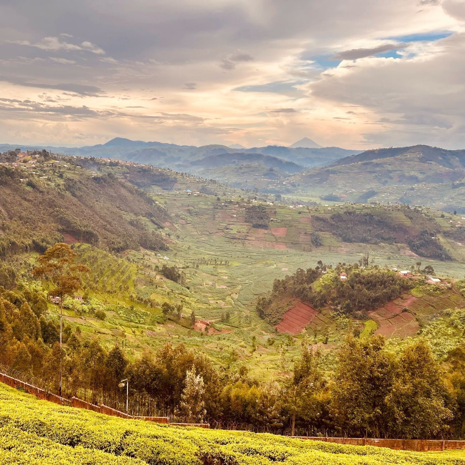 tea field rwanda