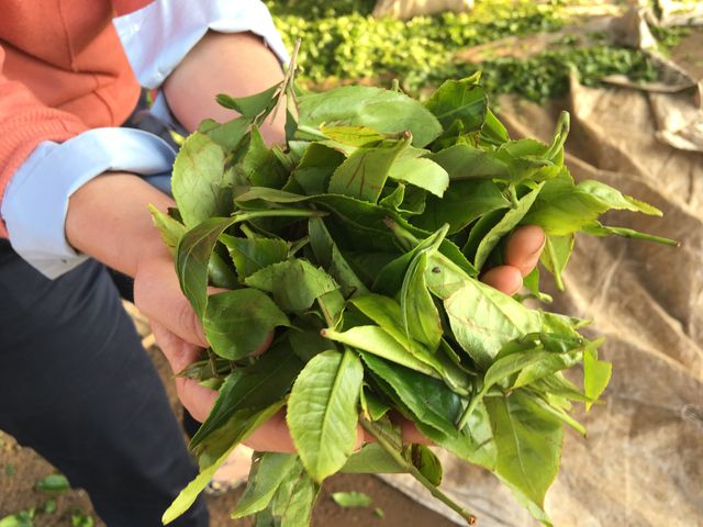 green tea leaves