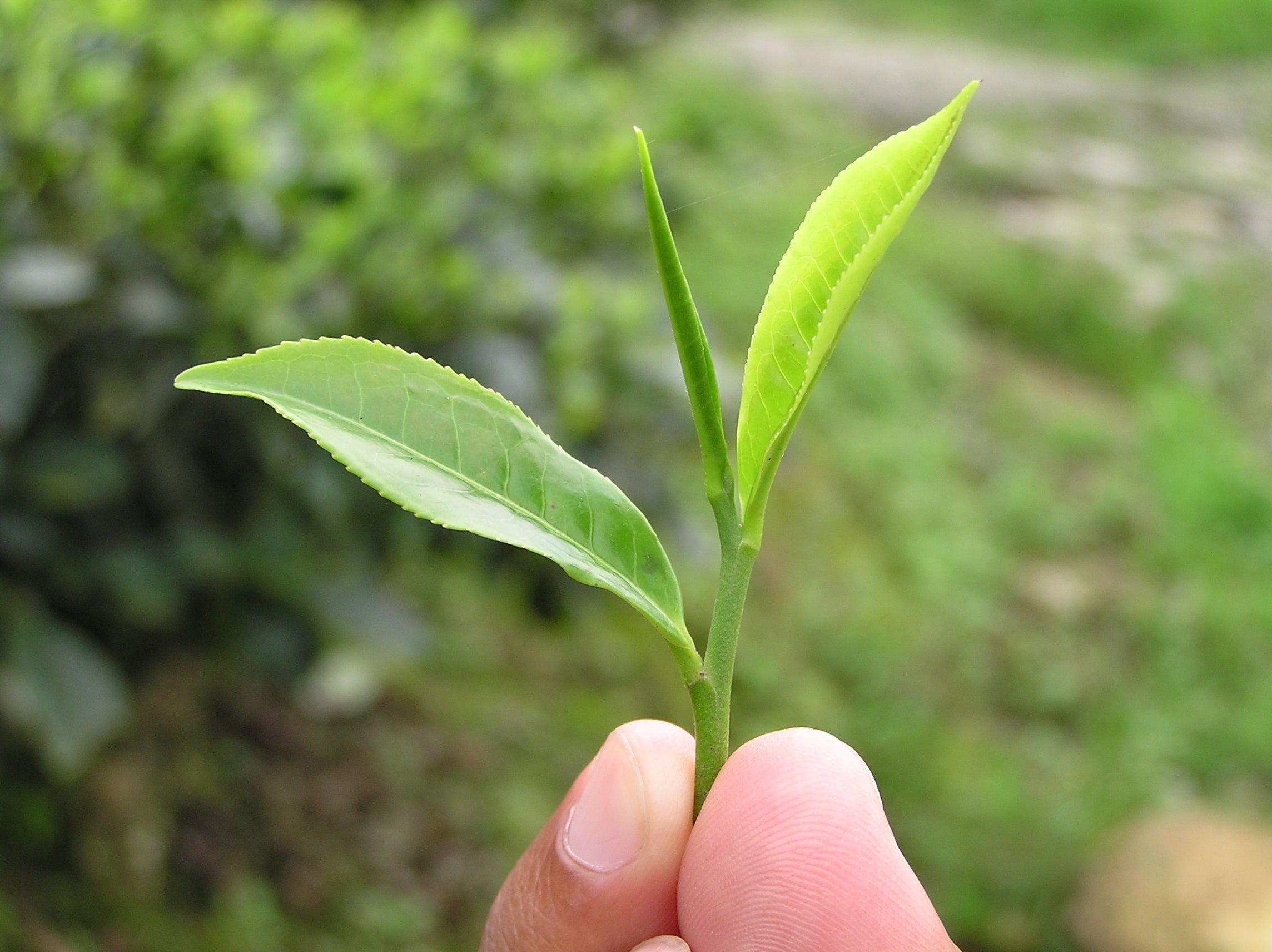 Fresh young green tea leaves, antioxidant rich.  