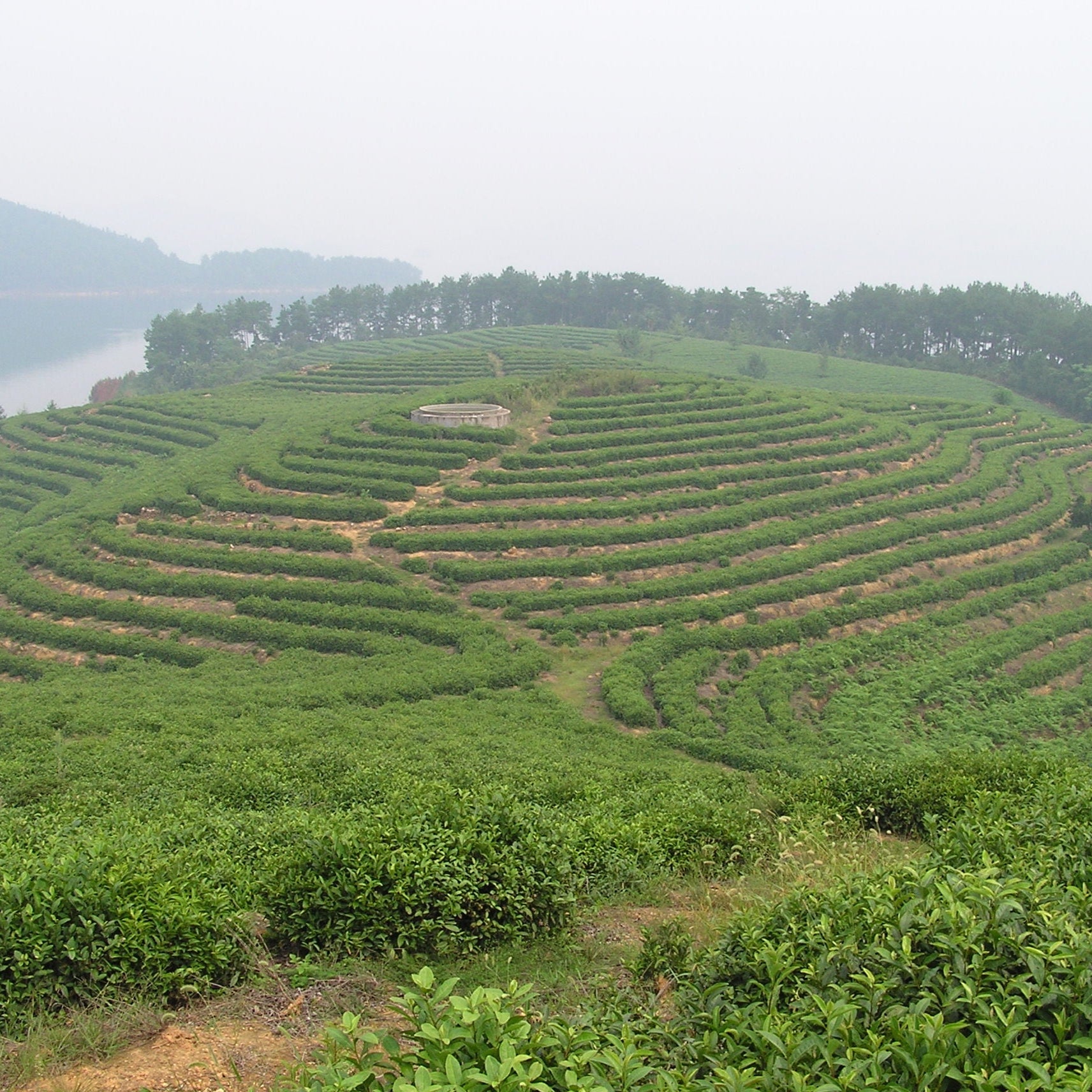 A green tea field in China, used to make loose leaf tea 